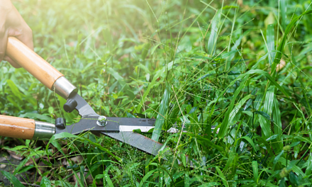 Jak vybrat nůžky na trávu